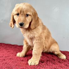 Golden Retriever Puppy Ruth