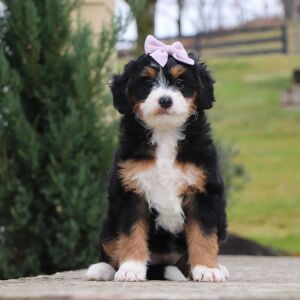 Bernedoodle Puppy Opal