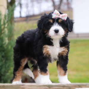 Bernedoodle Puppy Opal