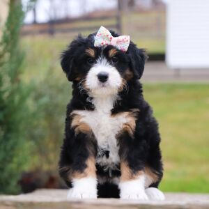 Bernedoodle Puppy Opal