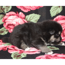 Pomsky Puppy Aquaman
