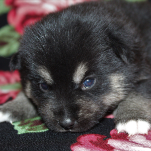 Pomsky Puppy Aquaman