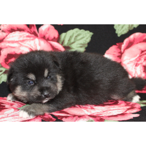 Pomsky Puppy Aquaman