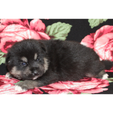 Pomsky Puppy Aquaman
