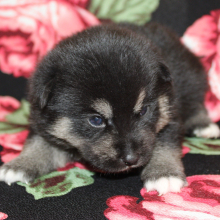 Pomsky Puppy Aquaman