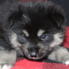 Pomsky Puppy Aquaman