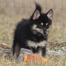Pomsky Puppy Aquaman