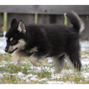 Pomsky Puppy Aquaman