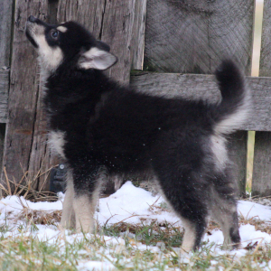 Pomsky Puppy Aquaman
