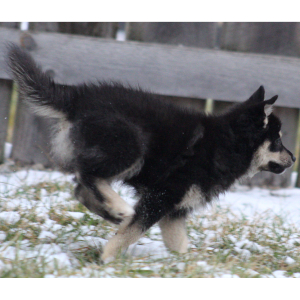 Pomsky Puppy Aquaman