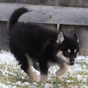 Pomsky Puppy Aquaman