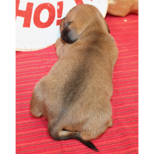 Dachshund Puppy Armani