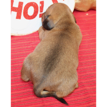 Dachshund Puppy Armani