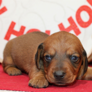 Dachshund Puppy Armani