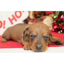 Dachshund Puppy Armani