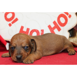 Dachshund Puppy Armani