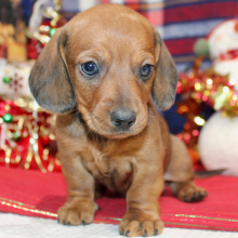 Dachshund Puppy Armani