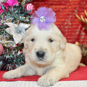 Golden Retriever Puppy Darcee
