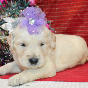 Golden Retriever Puppy Darcee