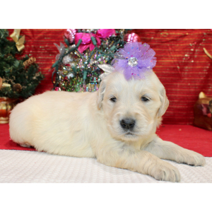 Golden Retriever Puppy Darcee