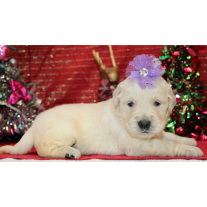 Golden Retriever Puppy Darcee