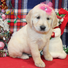 Golden Retriever Puppy Darcee