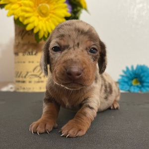Dachshund Puppy Luke