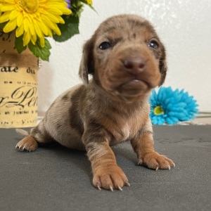 Dachshund Puppy Luke