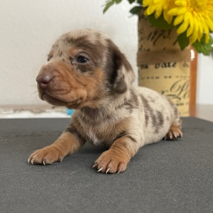 Dachshund Puppy Luke
