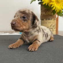 Dachshund Puppy Luke