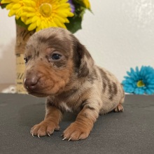 Dachshund Puppy Luke