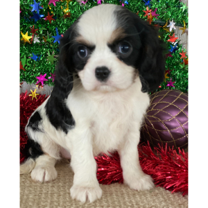 Cavalier King Charles Spaniel Puppy Jenna