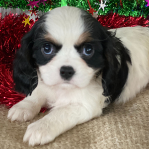 Cavalier King Charles Spaniel Puppy Jenna