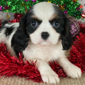 Cavalier King Charles Spaniel Puppy Jenna