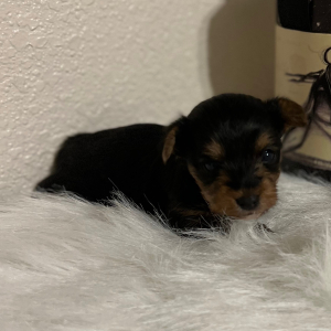Yorkshire Terrier Puppy Cici