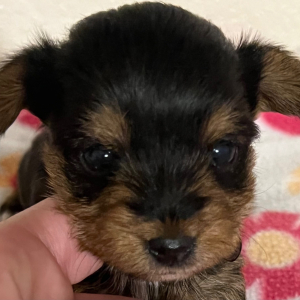 Yorkshire Terrier Puppy Cici