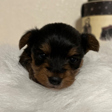 Yorkshire Terrier Puppy Cici