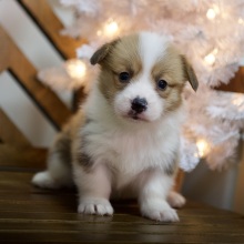 Pembroke Welsh Corgi Puppy Winnie