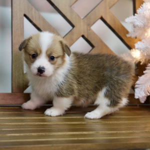 Pembroke Welsh Corgi Puppy Winnie