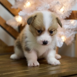 Pembroke Welsh Corgi Puppy Winnie