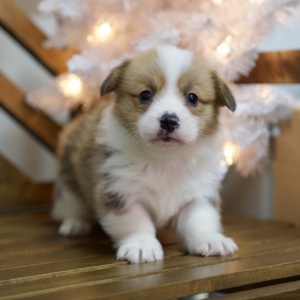 Pembroke Welsh Corgi Puppy Winnie