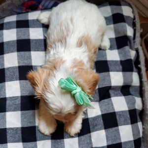 Cavapoo Puppy Cinnamon