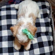 Cavapoo Puppy Cinnamon
