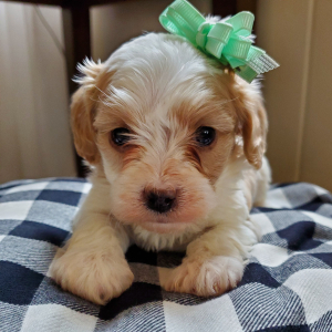 Cavapoo Puppy Cinnamon