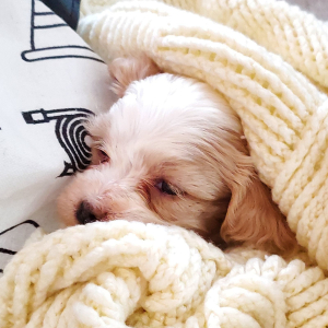 Cavapoo Puppy Cinnamon
