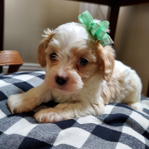 Cavapoo Puppy Cinnamon