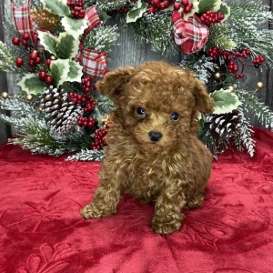 Poodle Puppy Mister