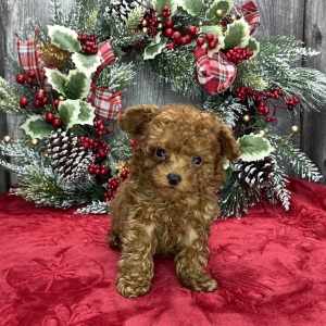Poodle Puppy Mister