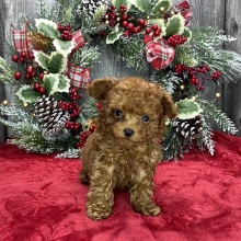 Poodle Puppy Mister