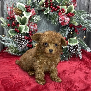 Poodle Puppy Mister